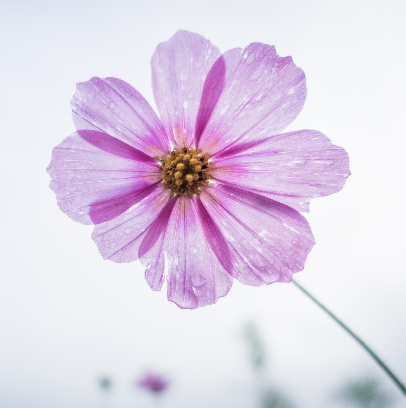 Printing with Plants: Botanical Art Workshop — April 22 - logo